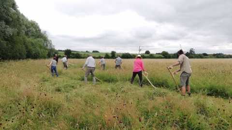 A group of people scything