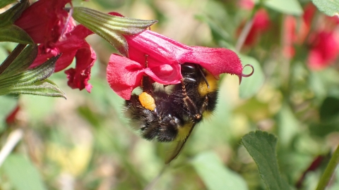 Bombus hortorum - RC