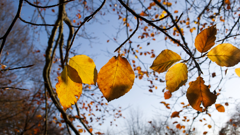 Autumn leaves by Katrina Martin