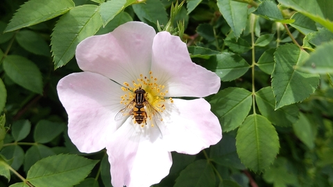 Hoverfly on wild rose by Rebecca Neal