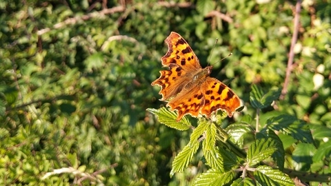 Comma butterfly by Rebecca Neal