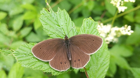 Ringlet butterfly by Rebecca Neal