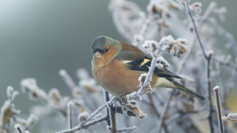 Chaffinch