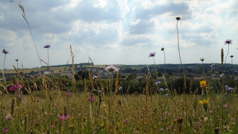Blow's Downs