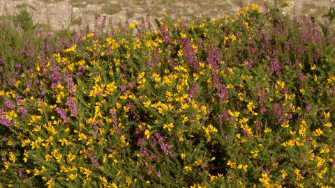 heath