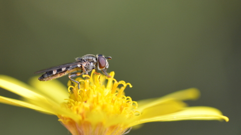 hoverfly