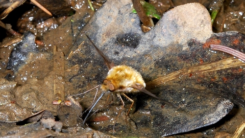 Bee fly