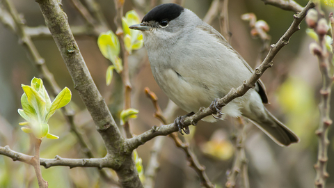 Blackcap