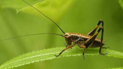 bushcricket