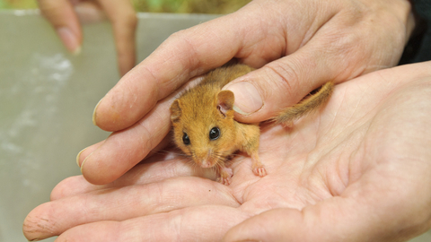 dormouse