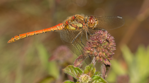 dragonfly