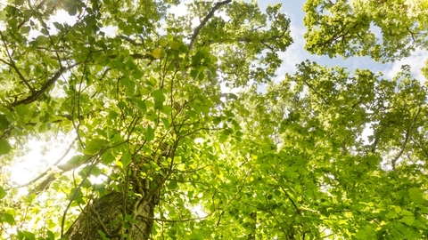 elm
