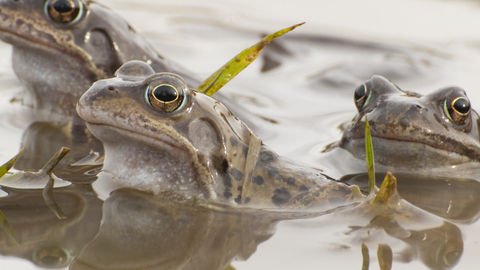 frogs