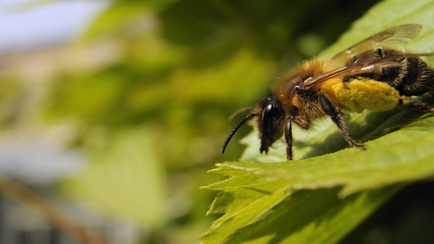 solitary bee 2
