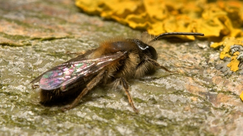 solitary bees