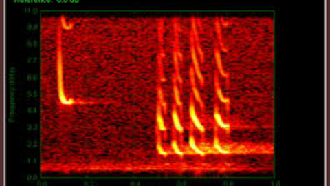 Sonogram