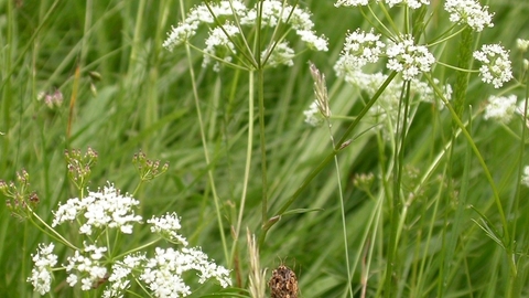 umbelifer
