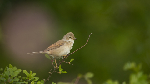 Common whitethroat