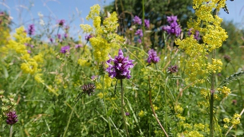 Betony at Upwood Meadows June - c. Robert Enderby