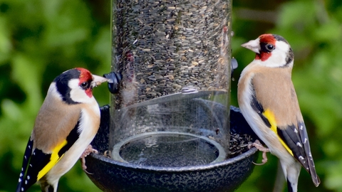 Goldfinches