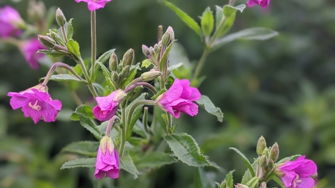 Great willowherb by Rebecca Neal