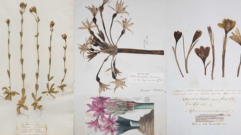 300 years of fieldwork: the plants of Cambridgeshire & the World in 1 room!