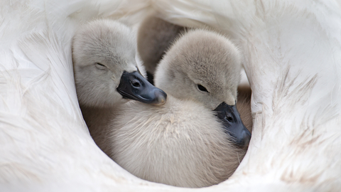 Cygnets by Jon Hawkins- Surrey Hills Photography