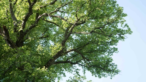 Ulmus minor, Cambridge Elm, Shingay cum Wendy, Cambridgeshire