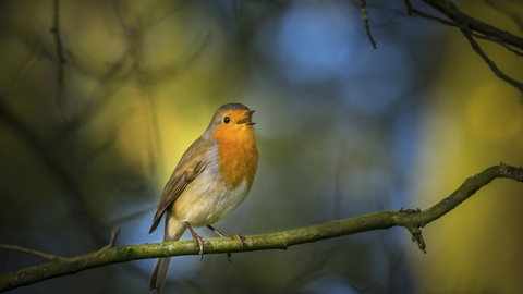 Robin singing