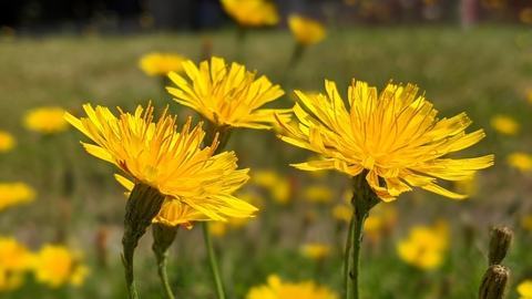 Hawkweed by Rebecca Neal