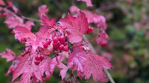 Guelder rose autumn leaves and berries by Rebecca Neal