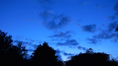 Bats in the night sky