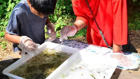 Children pond dipping