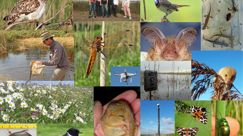 Collage of Henry Stanier's monitoring work showing flowers, birds, dragonflies, mice, moths, beetles and newts