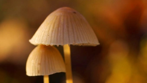 Fungi