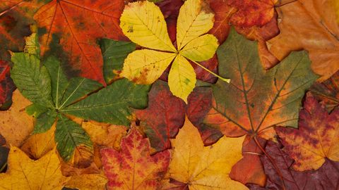 Autumn leaves