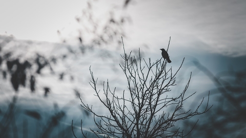 Raven