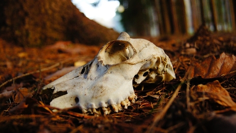 Animal skull on forest floor