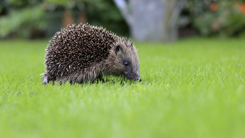 Hedgehog (©Tom Marshall)