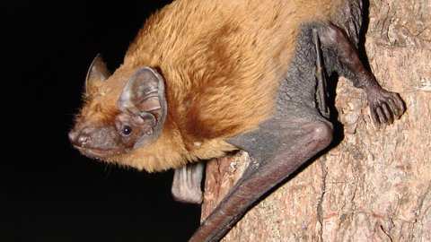 Noctule bat