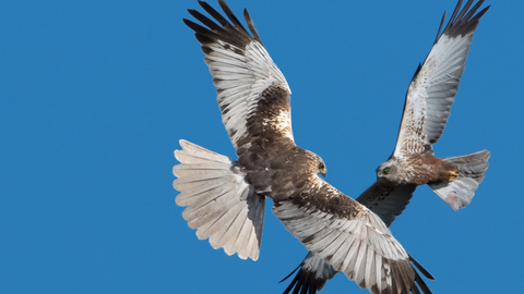 Two marsh harriers