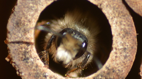 Solitary Bee in Bamboo Tube