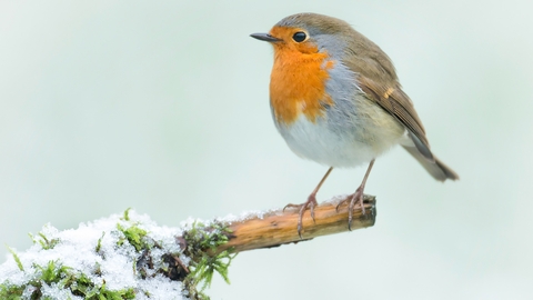 A robin sitting on a mossy branch in the snow