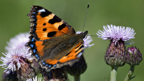 Tortoiseshell butterfly