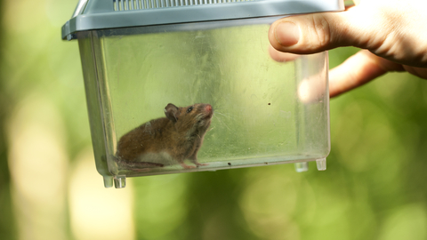 Wood mouse in a plastic container by Amy Lewis