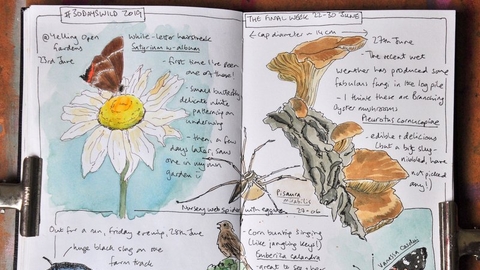 Photo of beautifully illustrated nature journal pages showing slug, butterflies, fungi and spider