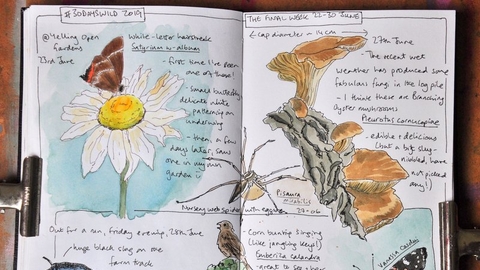Photo of beautifully illustrated nature journal pages showing slug, butterflies, fungi and spider