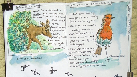 Pages of a nature journal created by Sharon Williamson with sketches of a muntjac deer and robin and descriptive words