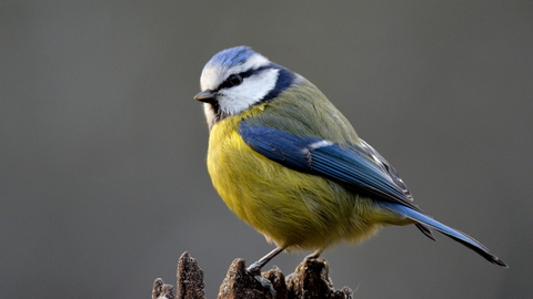 Blue Tit sitting on branch