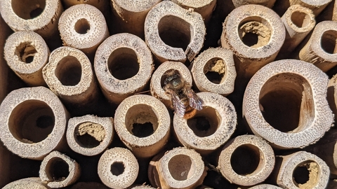 Bee Hotel - Rebecca Neal